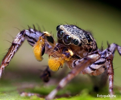 Насекомые 082