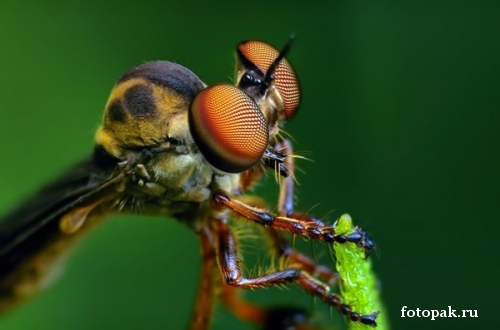 Насекомые 083