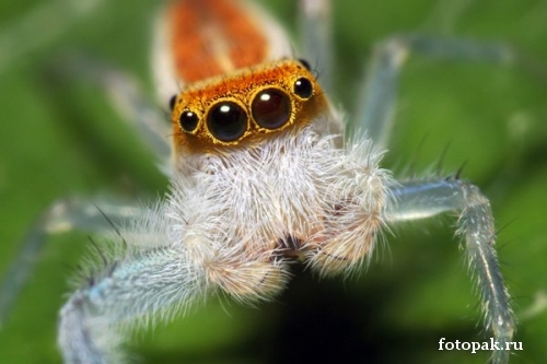 Насекомые 084