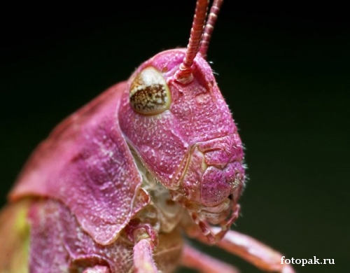 Насекомые 085