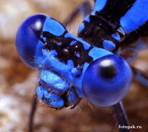 Насекомые 089