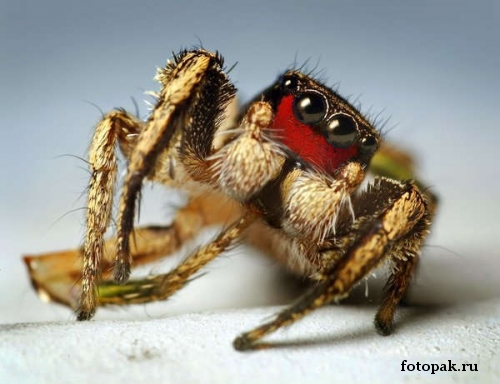 Насекомые 091