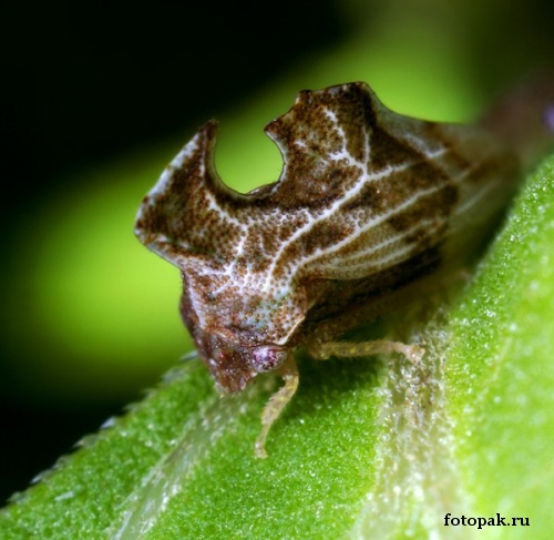 Насекомые 092