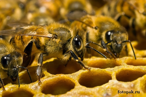 Насекомые 094