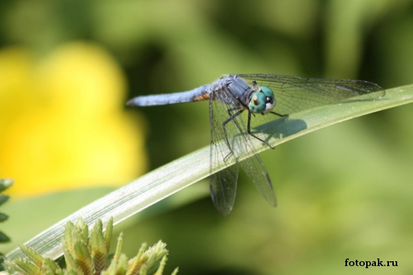 Насекомые 095