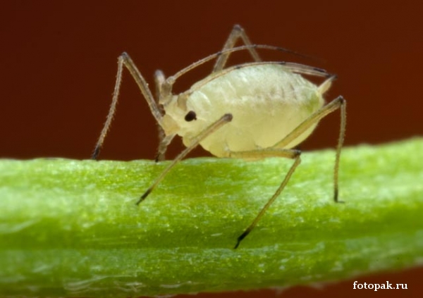 Насекомые 096