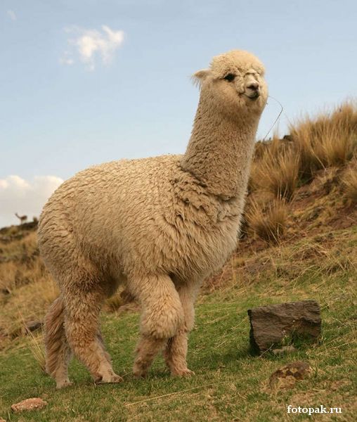 животные 080