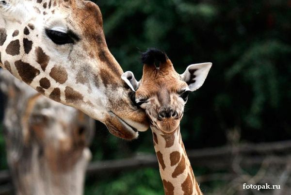 животные 083